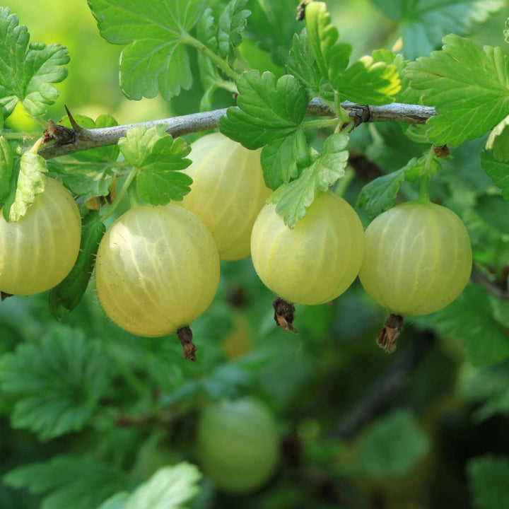 Bessenmix - Mix van 8 - Bessenplanten - Tuinplanten