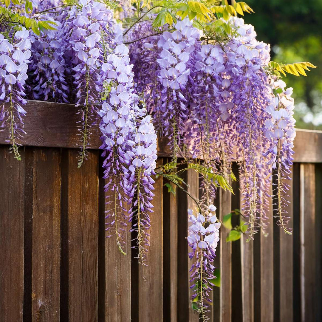 Wisteria sinensis - Set van 3 - Blauwe regen