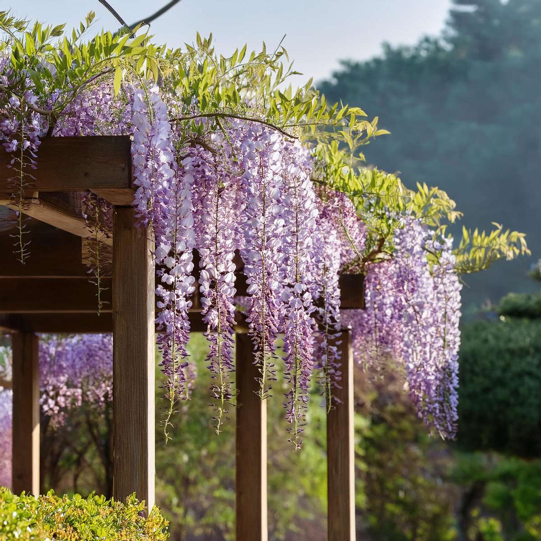 Wisteria sinensis - Set van 3 - Blauwe regen