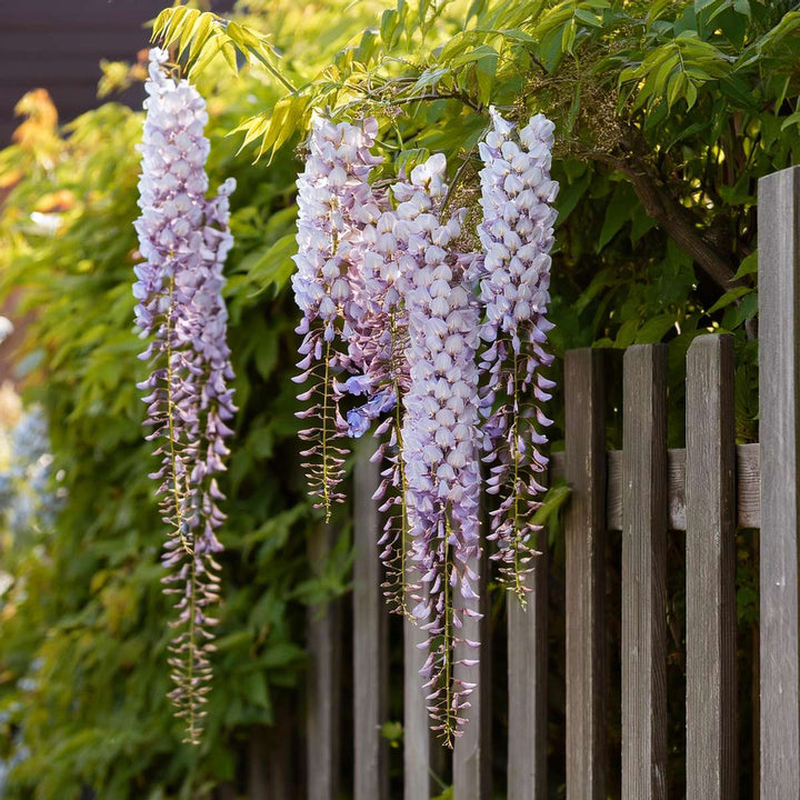 Wisteria sinensis - Set van 3 - Blauwe regen