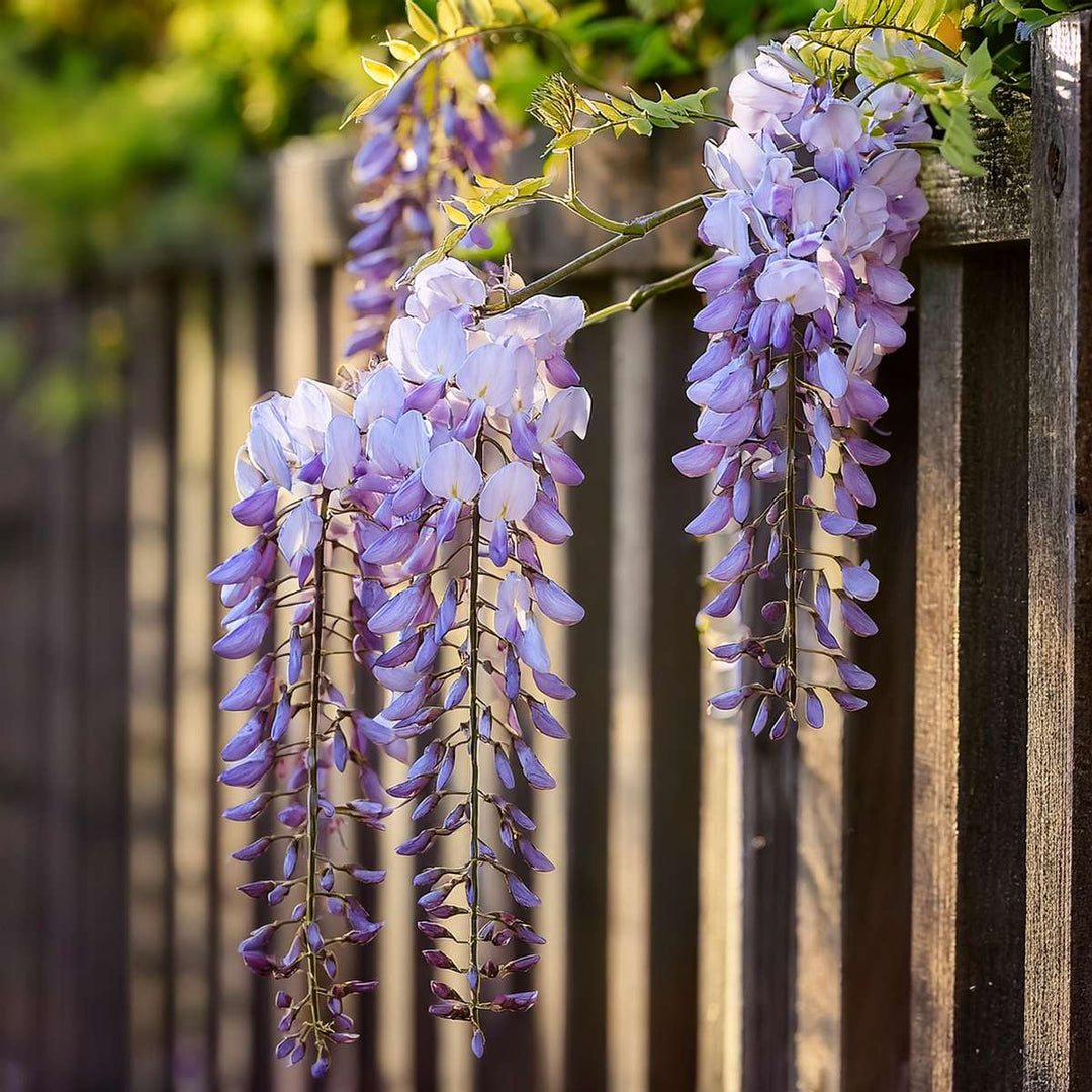 Wisteria sinensis - Set van 3 - Blauwe regen