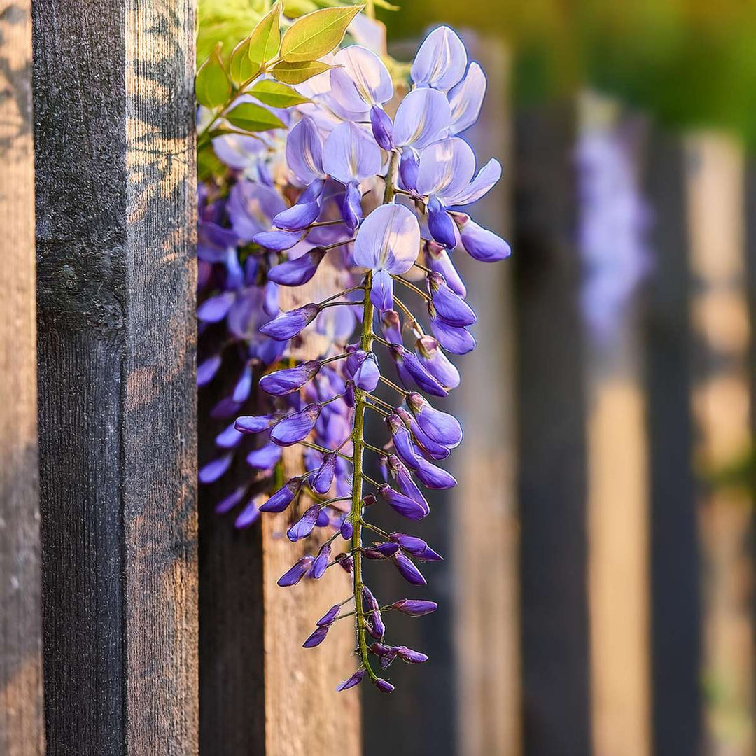 Wisteria sinensis - Set van 3 - Blauwe regen