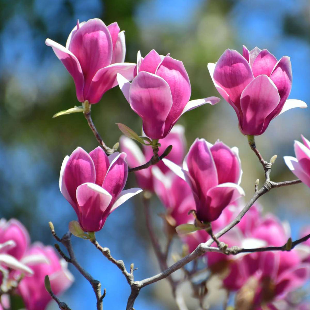 Magnolia - Mix van 3 - Susan, soulangeana, stellata