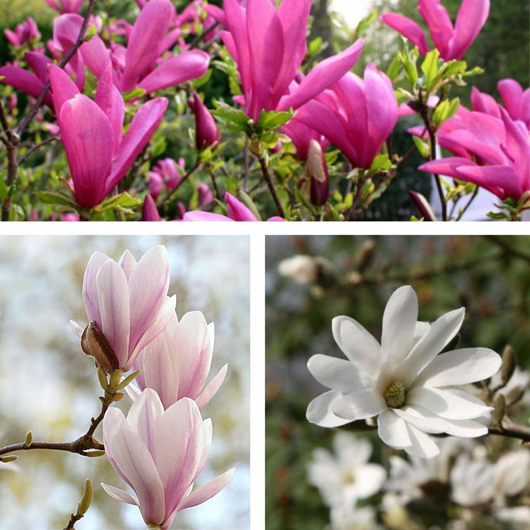 Magnolia - Mix van 3 - Susan, soulangeana, stellata