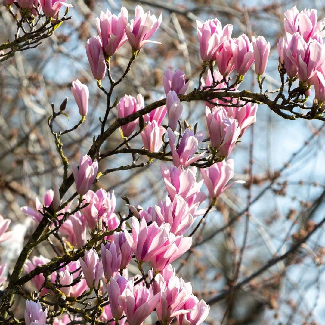 Magnolia - Mix van 6 - Susan, soulangeana, stellata