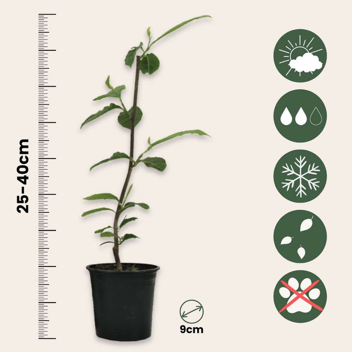 Magnolia - Mix of 6 - Susan, soulangeana, stellata