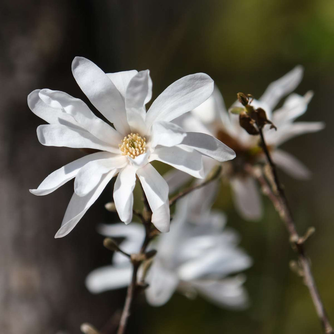 Magnolia Stellata - Set van 3 - Witte bloemen