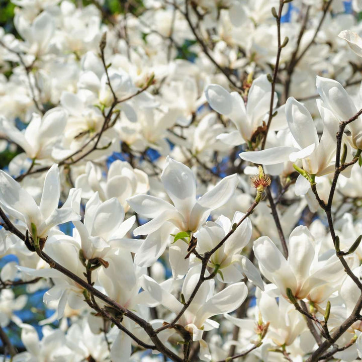 Magnolia Stellata - Set van 3 - Witte bloemen