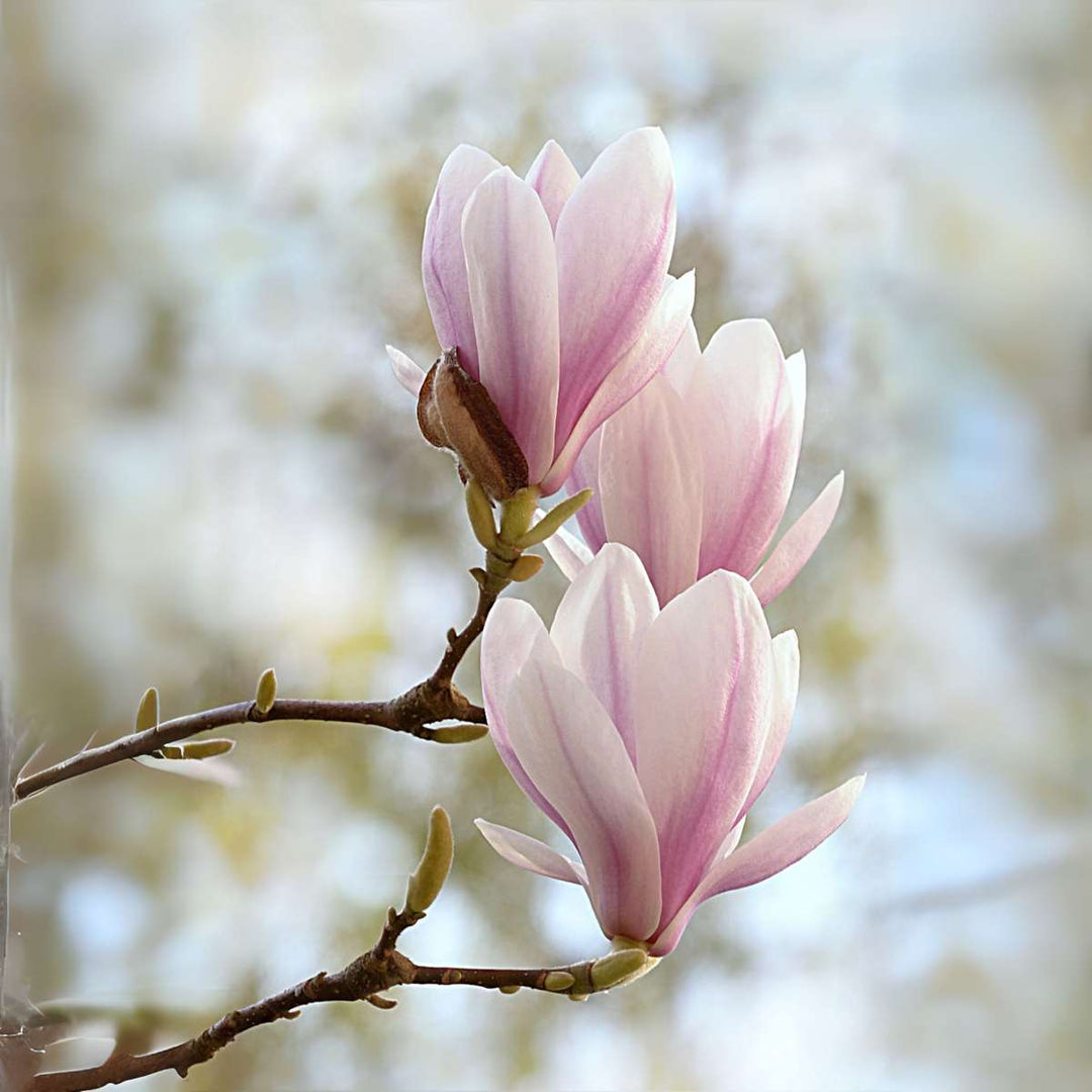 Magnolia Soulangea - Set van 3 - Roze bloemen