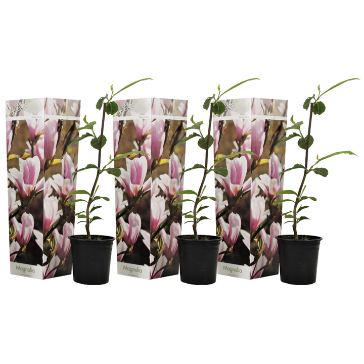 Magnolia Soulangea - Set van 3 - Roze bloemen