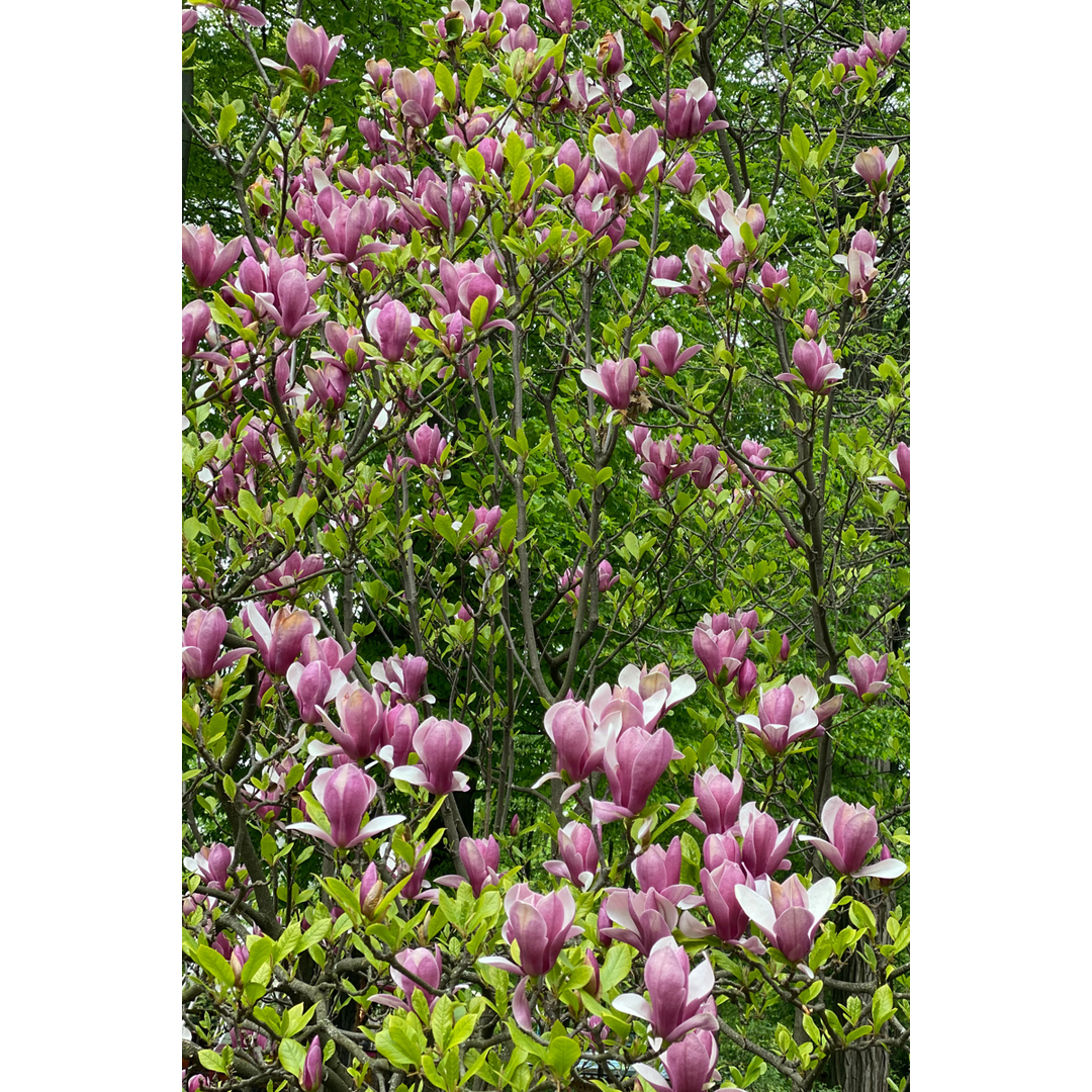 Magnolia Susan - Set van 3 - Paarse bloemen