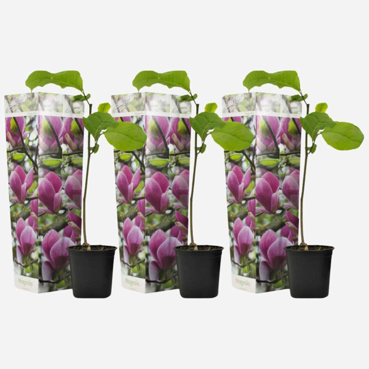 Magnolia Susan - Set van 3 - Paarse bloemen