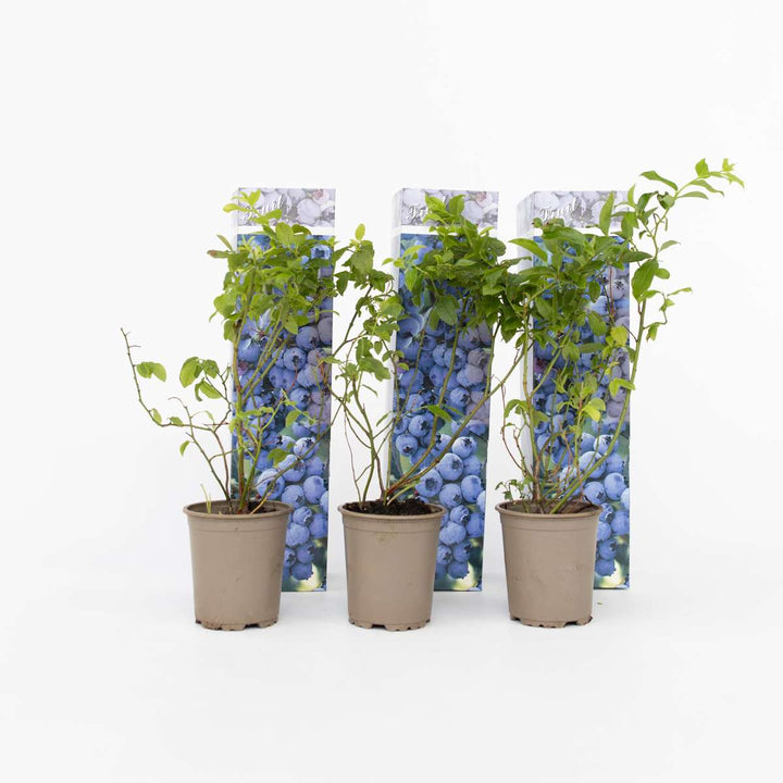 Blauwe bes 'Sunshine Blue' - Set van 3 - Bessenplant