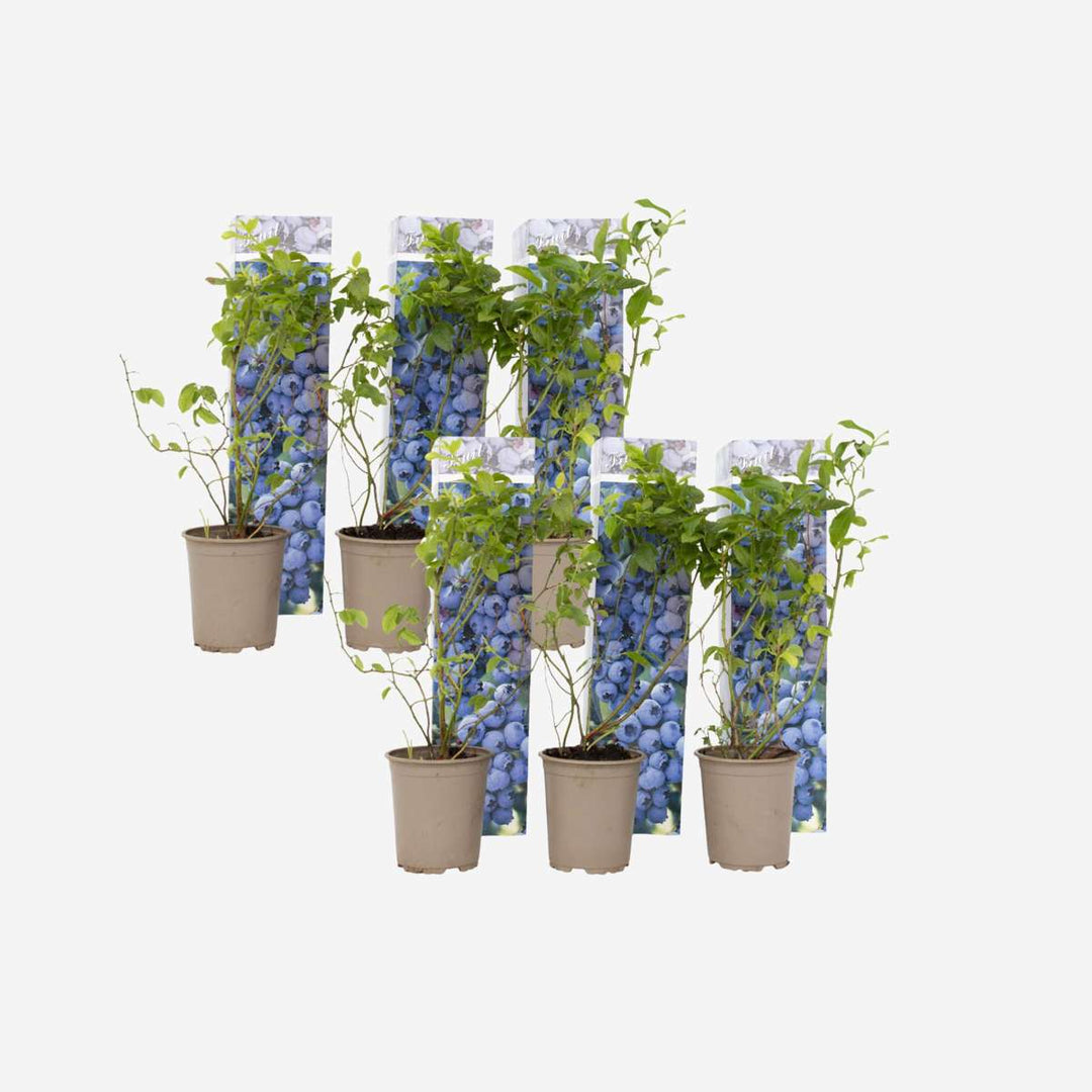 Blauwe bes 'Sunshine Blue' - Set van 6 - Bessenplant