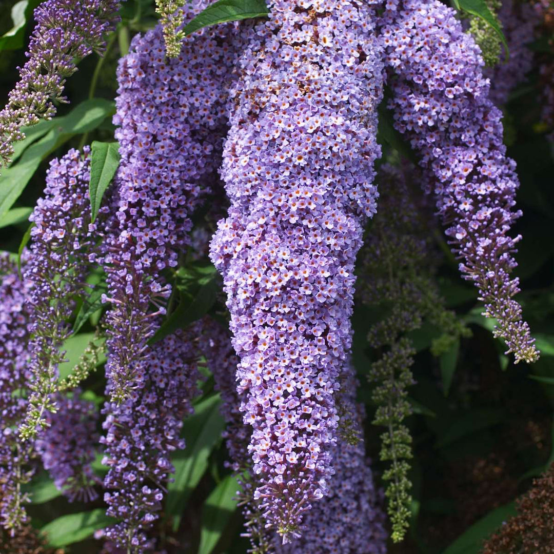 Vlinderstruiken - Buddleja - Set van 3 - Paars