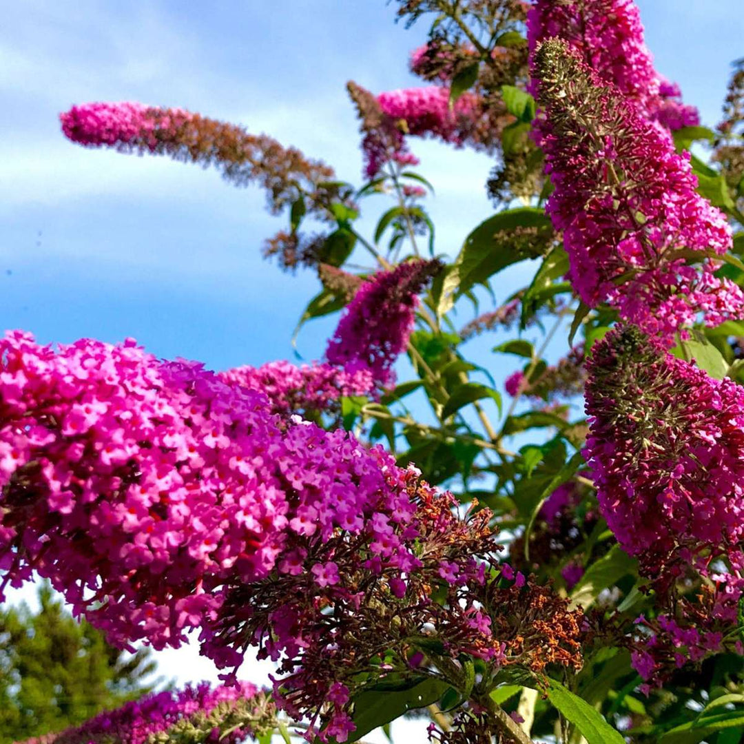 Vlinderstruiken - Mix van 3 - Buddleja