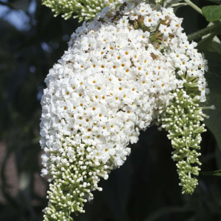 Vlinderstruiken - Mix van 3 - Buddleja