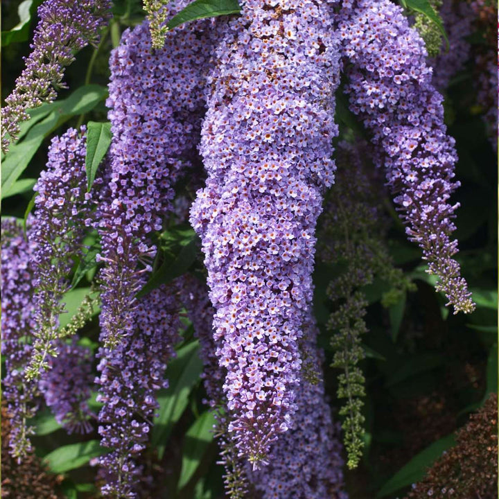 Vlinderstruiken - Mix van 3 - Buddleja