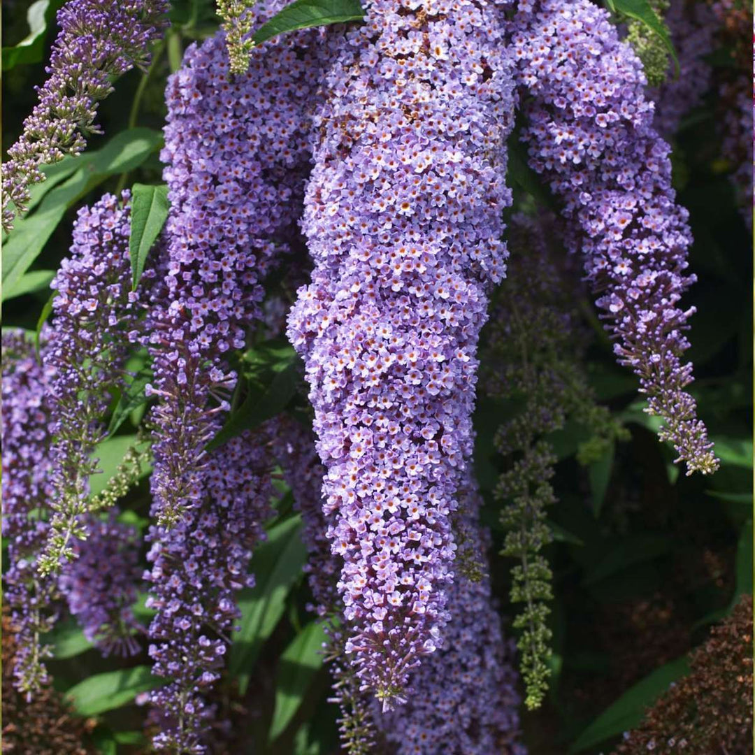 Vlinderstruiken - Mix van 6 - Buddleja