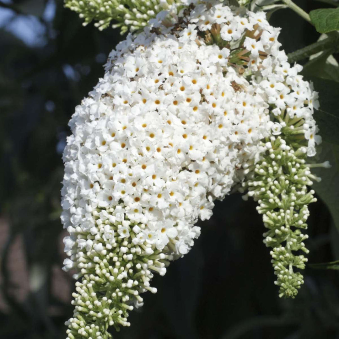 Vlinderstruiken - Mix van 6 - Buddleja