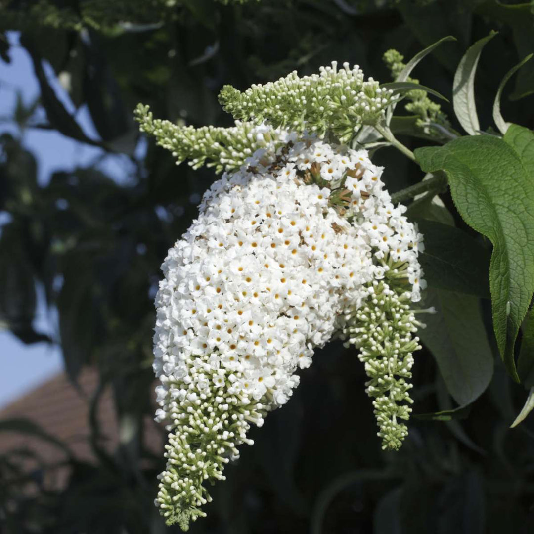 Vlinderstruiken - Buddleja - Set van 3 - Wit