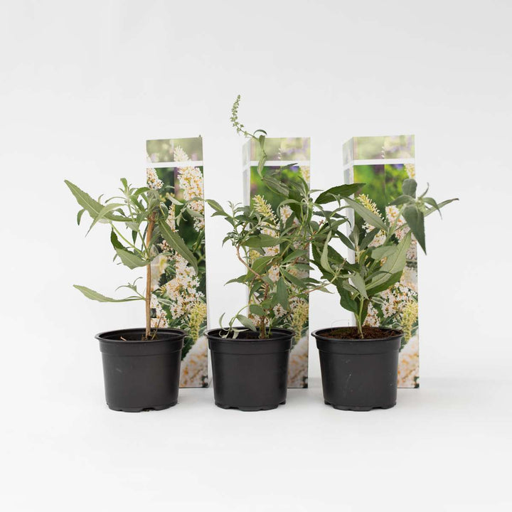 Vlinderstruiken - Buddleja - Set van 3 - Wit