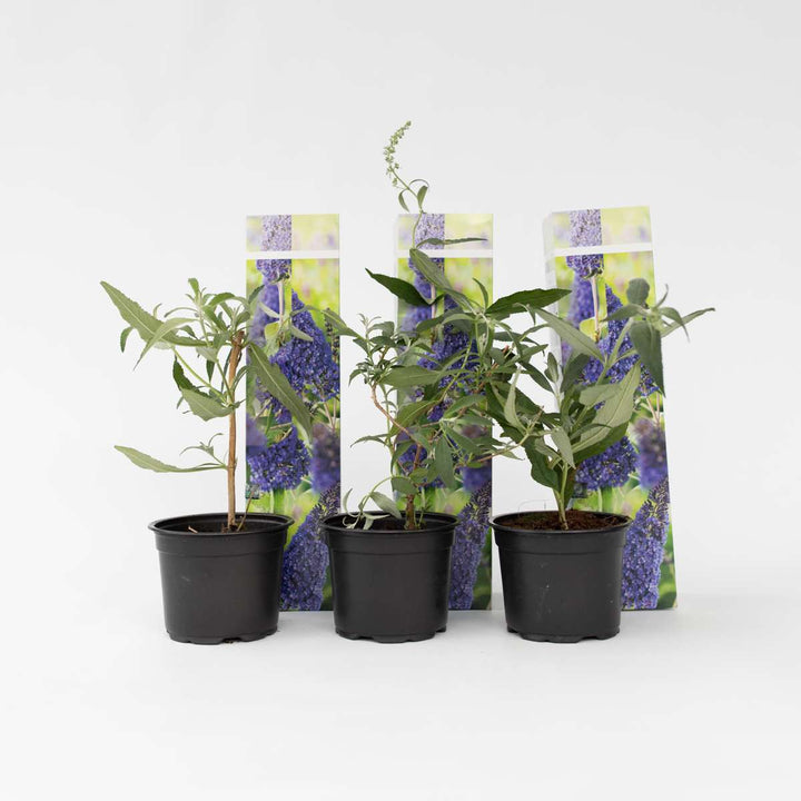 Vlinderstruiken - Buddleja - Set van 3 - Paars