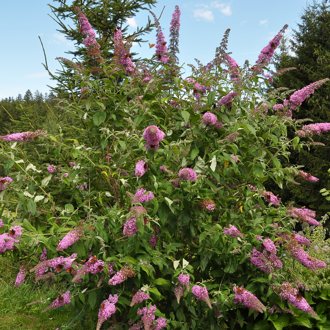 Vlinderstruiken - Buddleja - Set van 3 - Roze