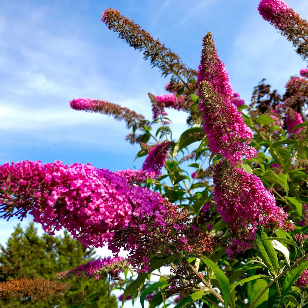 Vlinderstruiken - Buddleja - Set van 3 - Roze