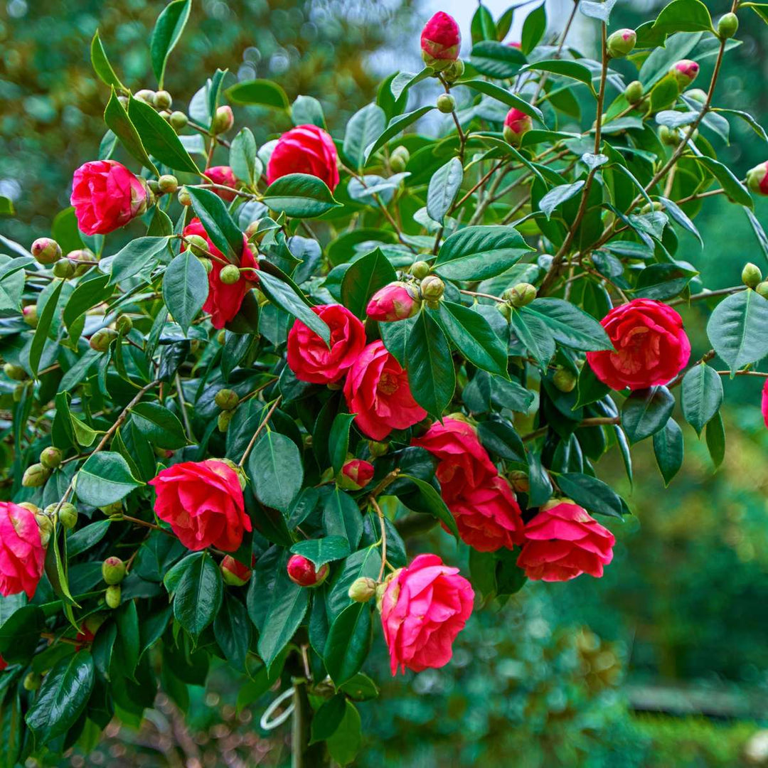 Camellia japonica 'Dr. King' - Japanse Roos