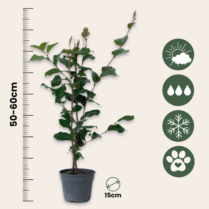 Camellia japonica 'Dr. King' - japanska ruža