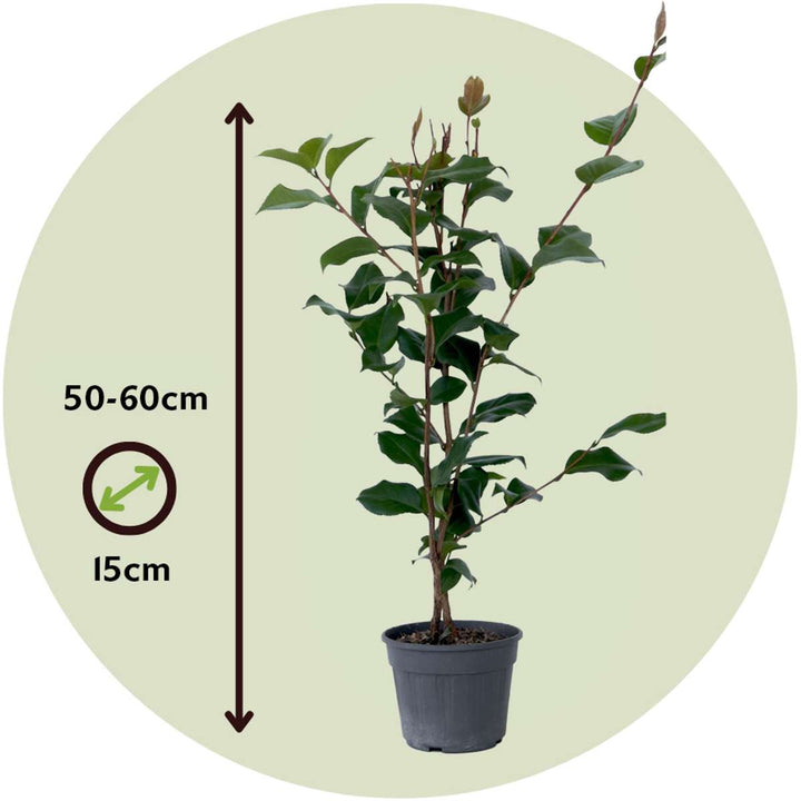 Camellia japonica 'Dr. King' - Japanse Roos