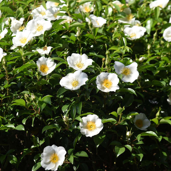 Camellia Japonica - Mix van 3 - Rozen - Rood, wit, roze