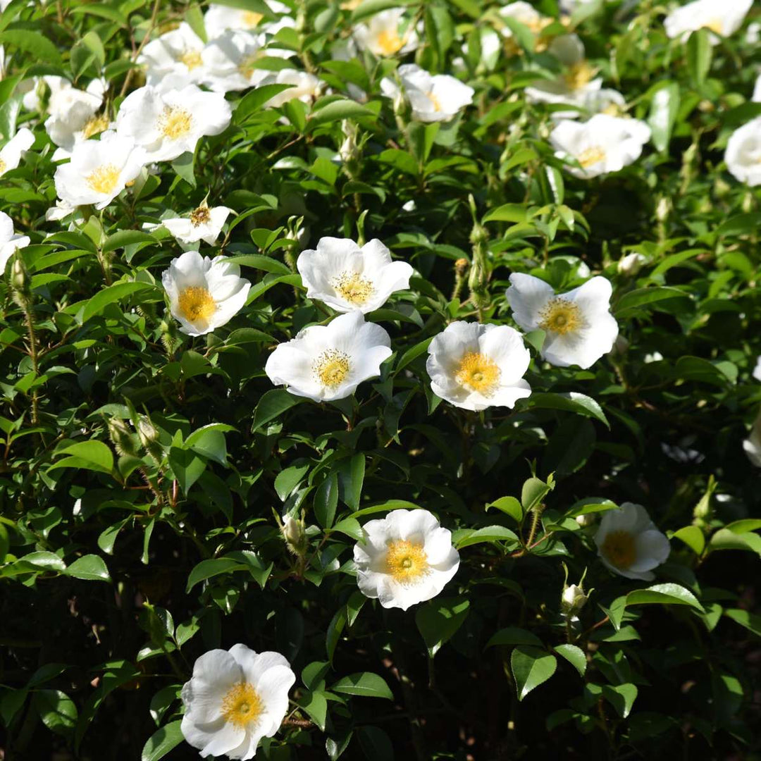 Camellia Japonica - Mix van 6 - Rozen - Rood, wit, roze