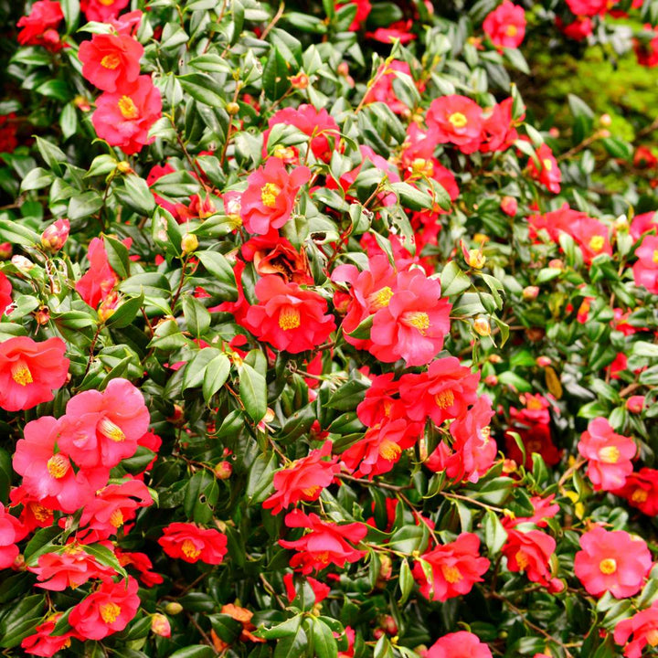 Camellia Japonica - Set van 3 - Rood - Japanse roos