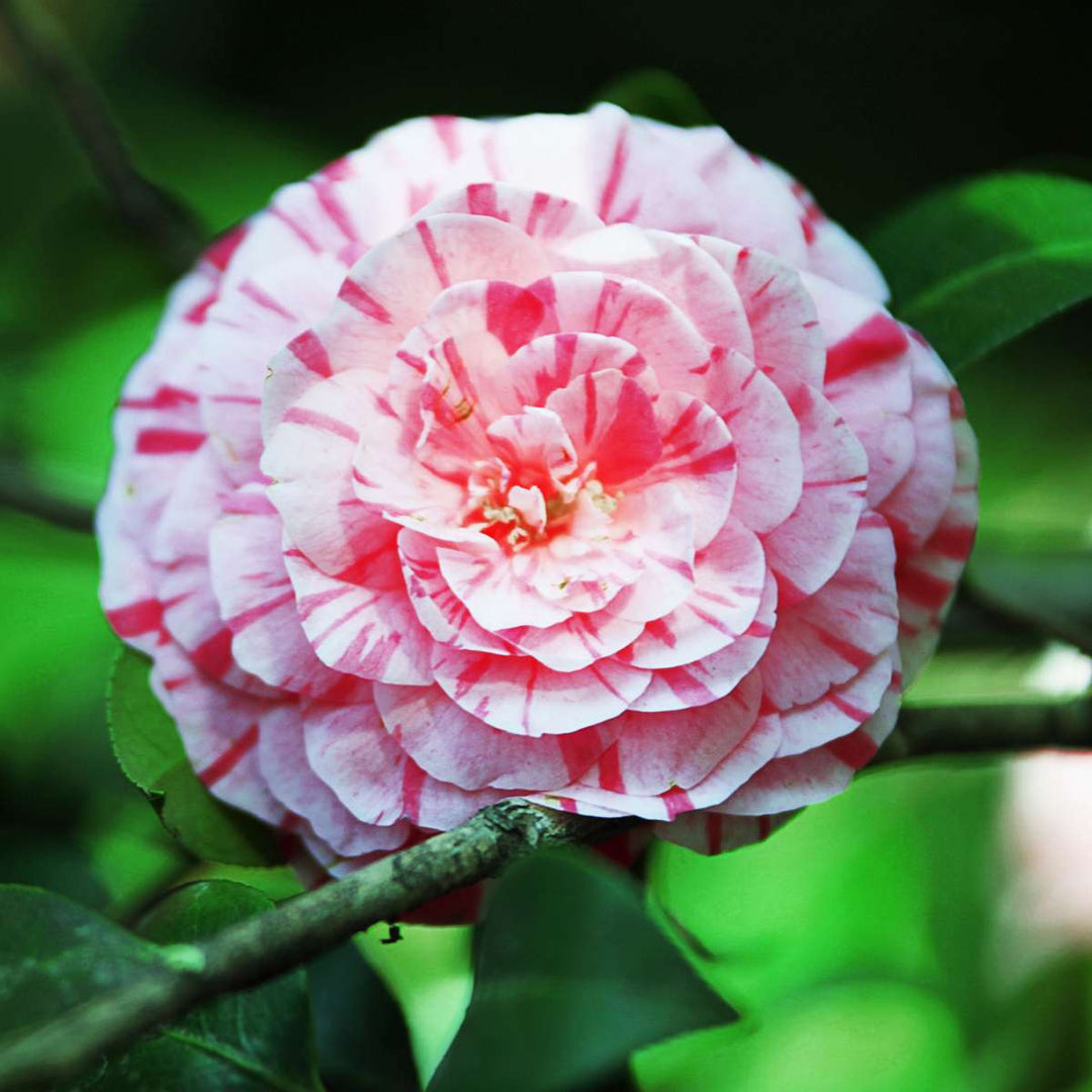 Camellia japonica 'Bonomiana' - Set de 2 - Japanse roos