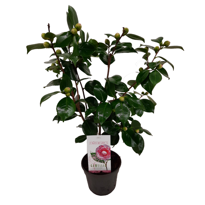 Camellia japonica 'Bonomiana' - Japanse roos