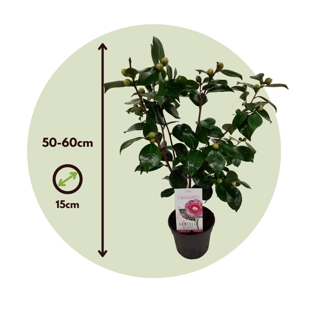 Camellia japonica 'Bonomiana' - Japanse roos