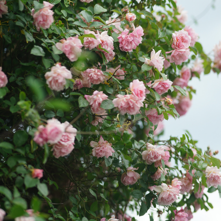 Camellia japonica 'Bonomiana' - Set de 2 - Japanse roos