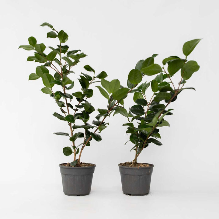 Camellia japonica 'Bonomiana' - Set de 2 - Japanse roos