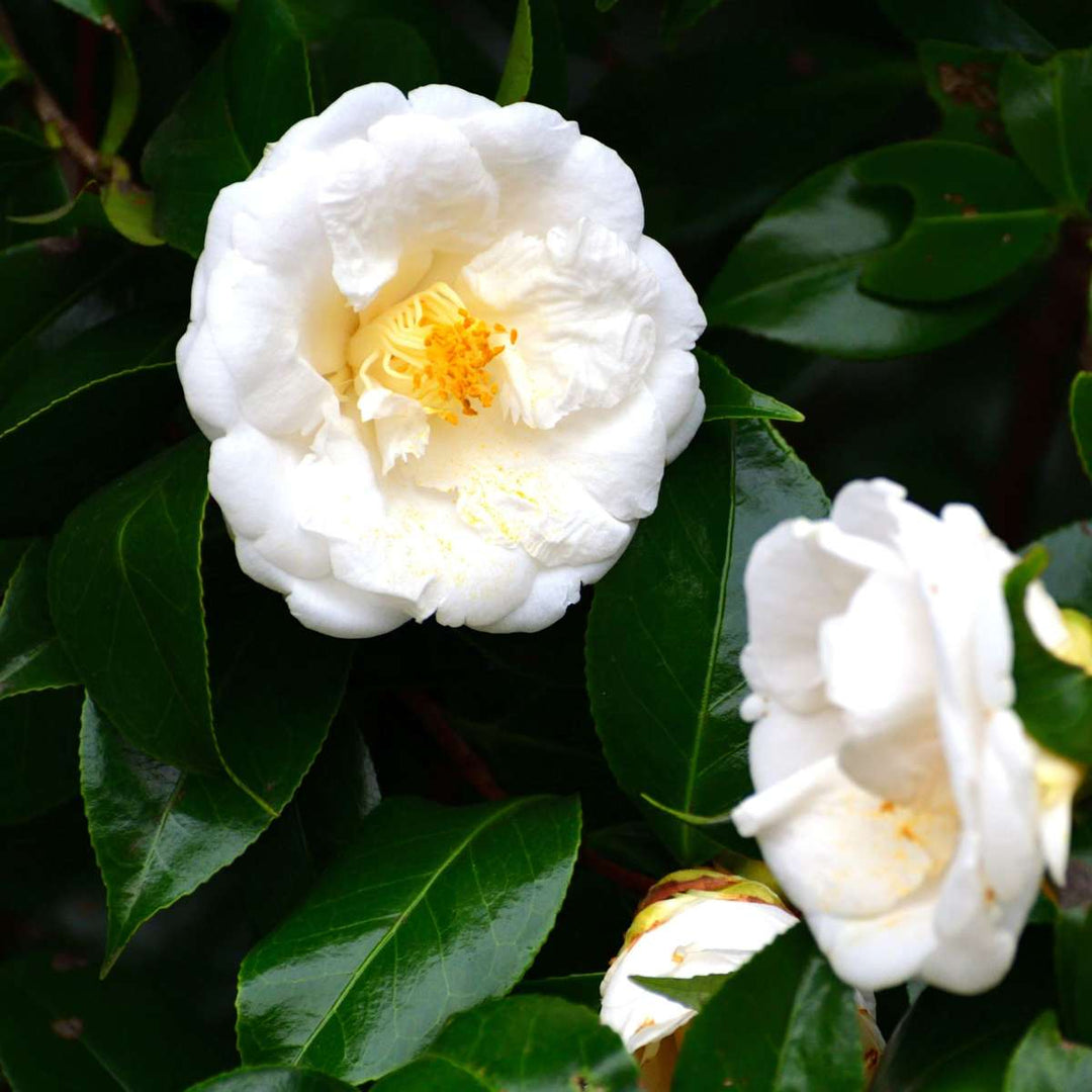 Camellia japonica 'Brushfield's Yellow' - Japanse roos