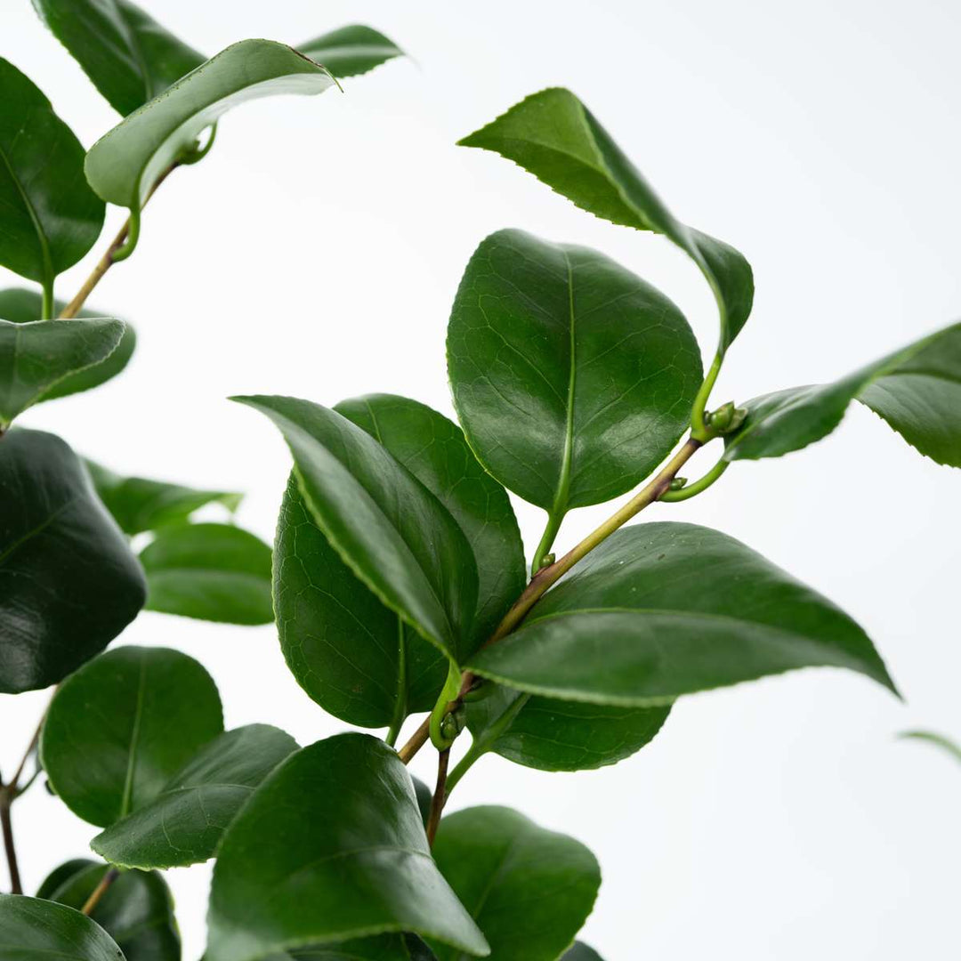 Camellia japonica 'Brushfield's Yellow' - Japanse roos