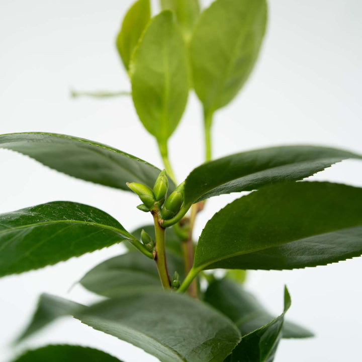 Camellia japonica 'Brushfield's Yellow' - Japanse roos