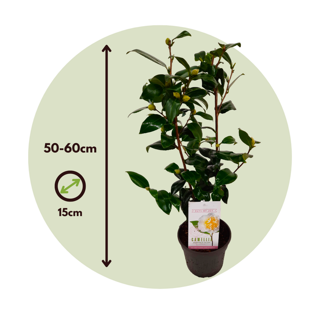 Camellia japonica 'Brushfield's Yellow' - Set de 2