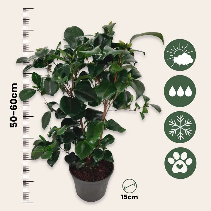 Camellia japonica 'Lady Campbell' - Ruža