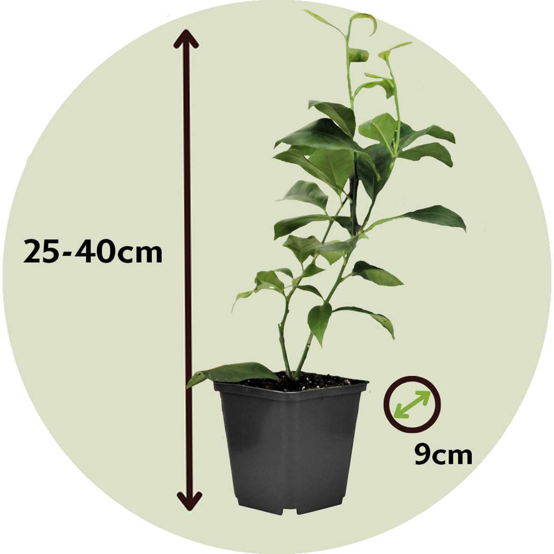 Citrus Mix - Set van 6 - Citrus fruitbomen