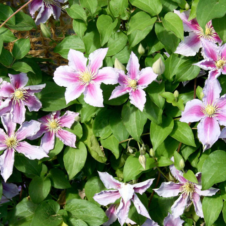 Clematis - Mix van 3 - Klimplant