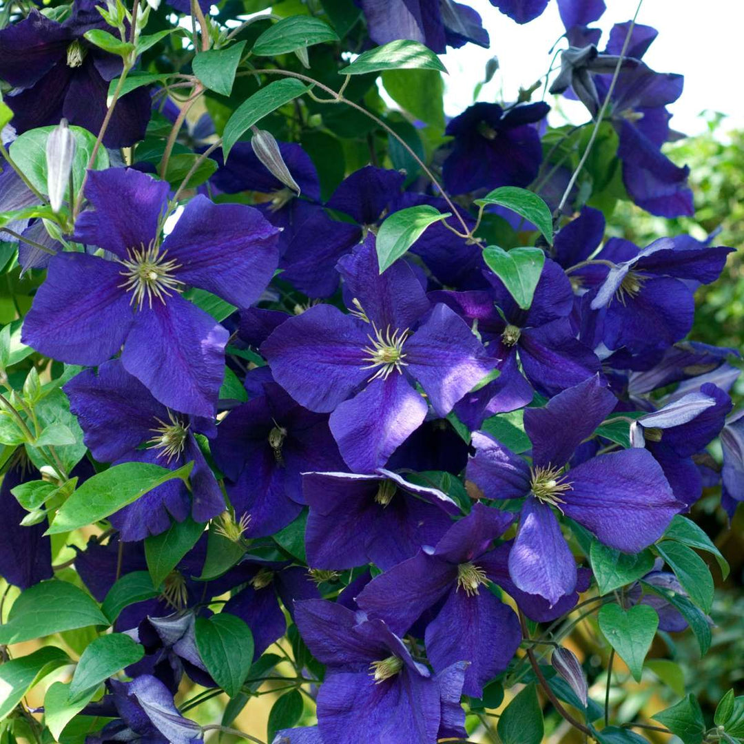 Clematis - Mix van 3 - Klimplant