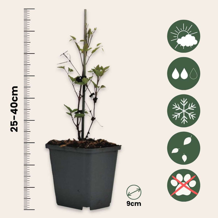 Clematis - 3 rūšių mišinys