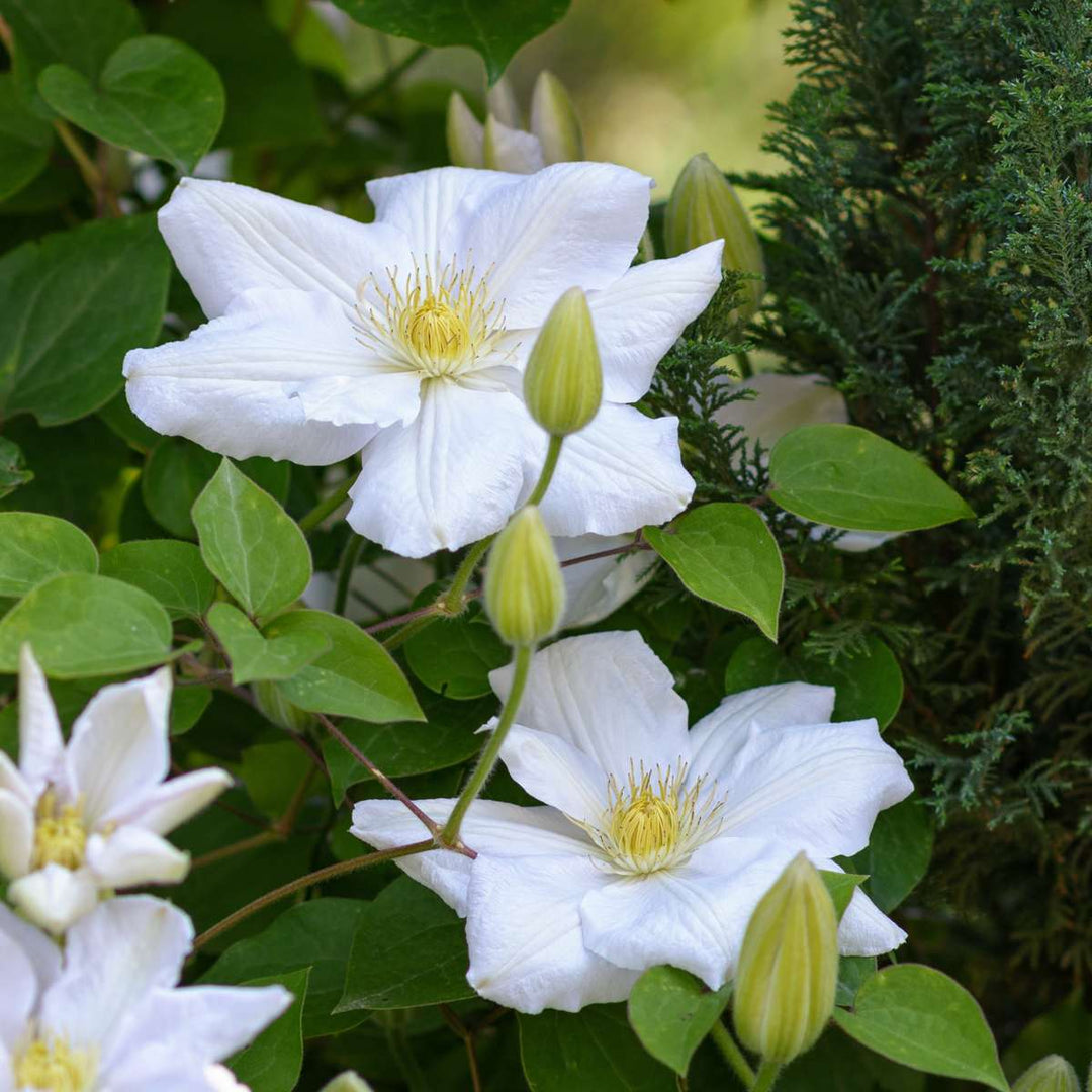 Clematis - Set van 3 - Tuinplant - Wit - Klimplant